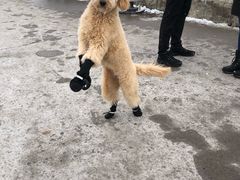 -尼亚加拉瀑布州立公园