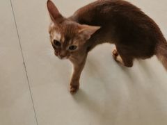 -喵宠乐园·撸猫互动·猫舍