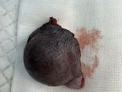 -瑞派申生动物医院·24H夜诊·国际动物医疗中心·骨外科(吴中路店)