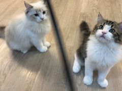 -柴迷FANS CLUB·柴犬狗咖·猫咖