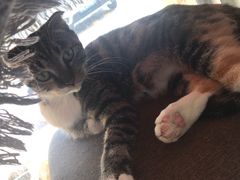 -平行世界·猫咖(首经贸店)