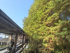 -溱湖国家湿地公园