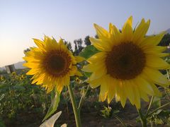 向日葵-北京东方普罗旺斯薰衣草庄园