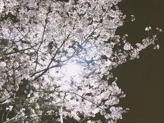 -武汉大学-樱园