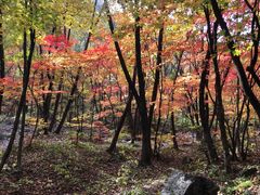 -关门山森林公园