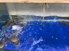 -阳澄湖大闸蟹·琼灵阁牌品牌连锁(吴中总店)