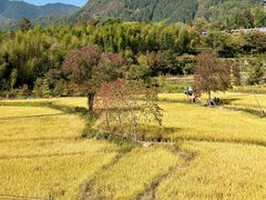 -塔川景区