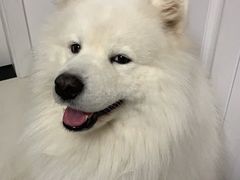 -申普宠物医院·心脏介入·心血管微创(总院)