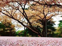 -武汉大学-樱园