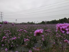 -紫颐香薰山谷景区