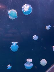 -Zoolung Zoolung动物主题公园(海信广场店)