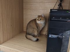 -瑞派·关忠动物医院·猫专科·犬专科(三环新城店)