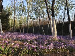 -樱花山风景区