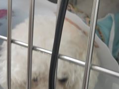 -达爱动物医院·犬猫分区·CT·复杂眼科(远洋山水分院)