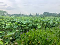 -三圣花乡旅游区