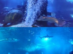 -太平洋海底世界