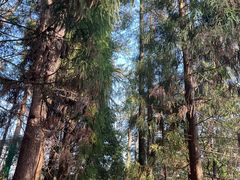 -天目山大树王景区