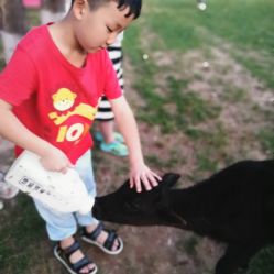 -上美四季动物农场