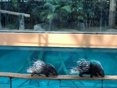 -清迈夜间动物园