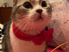 -70cat德文卷毛猫·缅因猫纯种猫舍