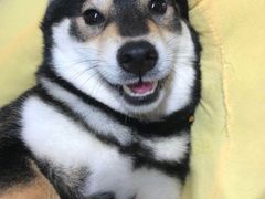 -逗柴咖啡屋·狗咖猫咖宠物桌游