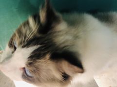 -飞行喵MR PILOT|猫舍·猫咖(静安大融城店)