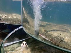 -蓝珊甄选海鲜自助·火锅大排档(近阿那亚店)