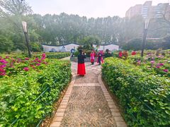 -洛阳市牡丹公园