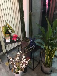 -Priscilla皮肤管理中心