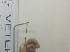 -芭比堂宠物医院·全科爱猫医院·仁德分院