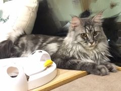 -猫和宫(六道口店)