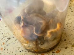 捞汁海鲜（海蛎子、扇贝、吸螺）-汇泉王朝大饭店-旋转餐厅(南海路店)