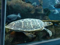 -上海海洋水族馆