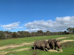 -威勒比开放式动物园