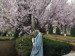 -大槐树寻根祭祖园