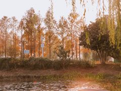 -金银湖国家城市湿地公园