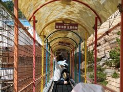 -西霞口神雕山野生动物世界