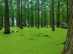 -渌洋湖湿地公园