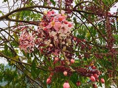 -优游吧斯邹族文化部落