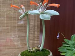 -深圳仙湖植物园