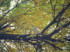 -VOYAGE COFFEE(北锣鼓巷店)