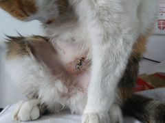 -艾吉宠物医院·疑难杂症转诊中心·猫友好(碧江路院)