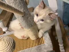 -十年猫舍·猫咪专门店(普陀店)