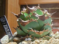 -青木造型HAIR·あおき髪を刈る潮人店