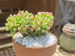 -Libra Flora花店(骆岗中央公园店)