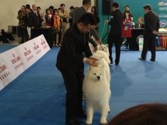 2013年国际宠物犬展博览会-东浩兰生上海世博展览馆
