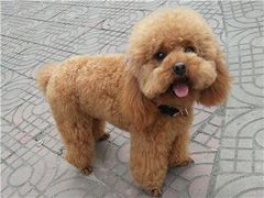 -北京恒爱动物医院(清景园分院)