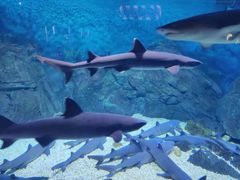 -烟台海昌鲸鲨海洋公园