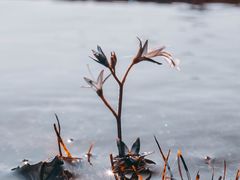 -大姆山草场