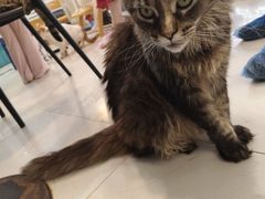 -平行世界·猫咖(首经贸店)
